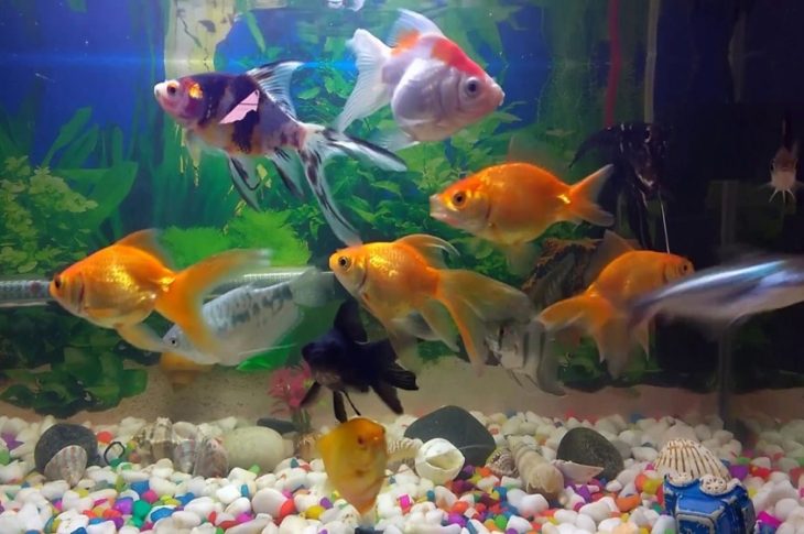 Take Care of Freshwater Aquatic Life: Easy Fish Tank Care and Maintenance Tips