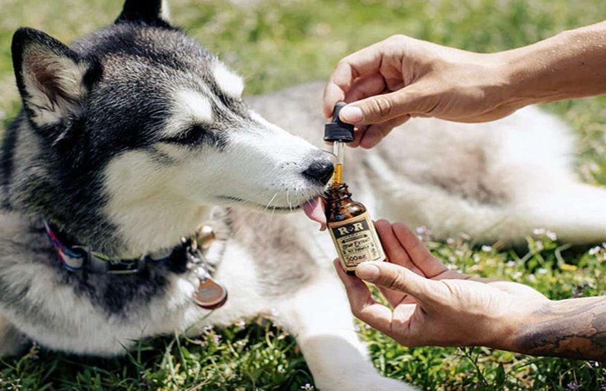 CBD oil for dogs